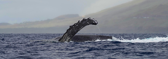 North Pacific Humpback Whale fin