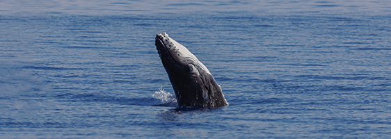 Breaching humpback whale