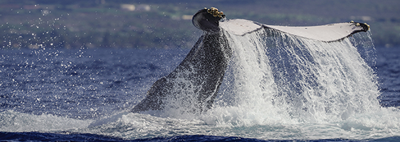Humpback whale tail slap