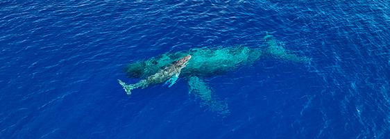 Mother and calf whale