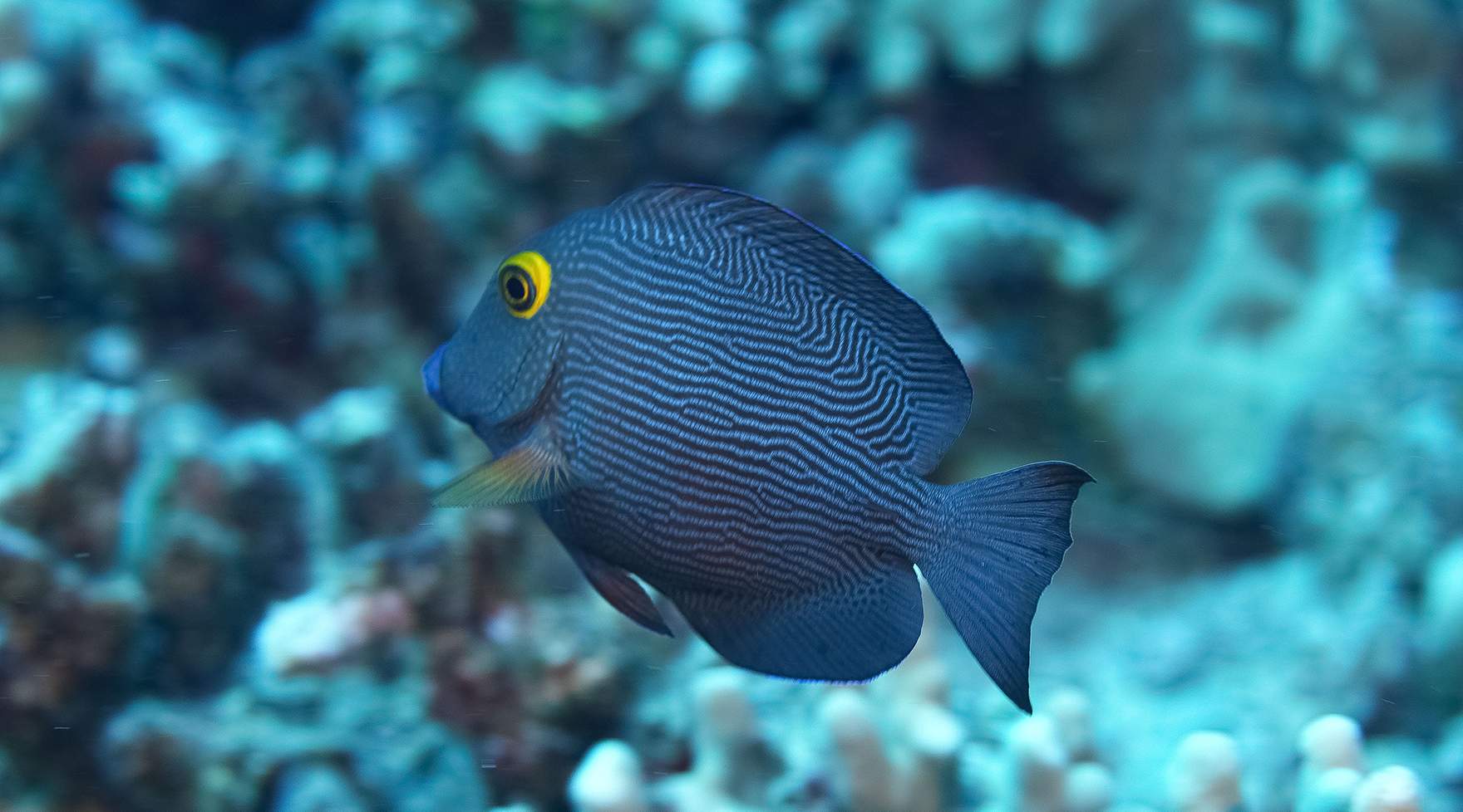 Reef fish near Molokini’s coral slope.