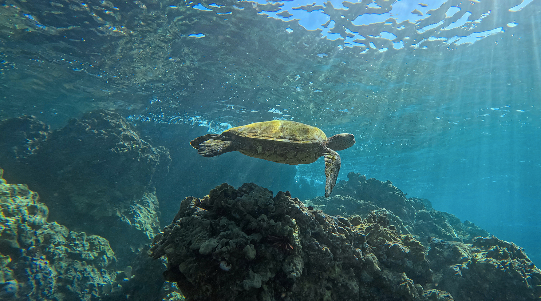 Green sea turtle at Maui’s Turtle Town reef