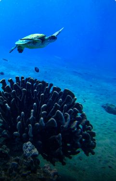 Green sea turtle at Maui’s Turtle Town reef